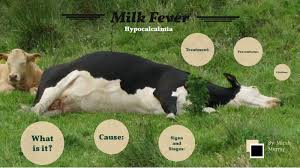 Clinical Management of Milk fever/ Parturient Paresis